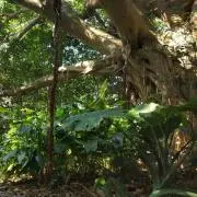 盛岡の木の画像