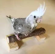 ちゃー太郎