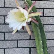 ににの画像