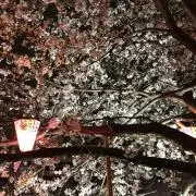 シュウ太郎の画像