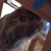 suzuの画像