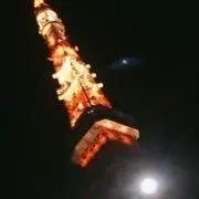 ハイタカの画像
