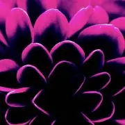 ワインレッド✴︎の画像