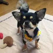 レジオ