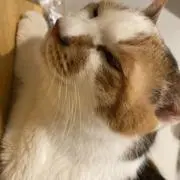 ニャンちゃんの画像