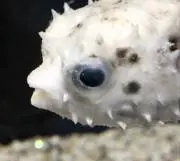 ちゅうりっぷの画像