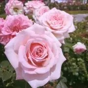 ami※の画像