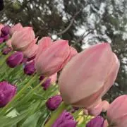 近藤雅代の画像