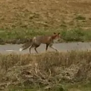 かぜっぴき
