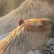 みるの画像