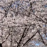 さあやの画像