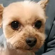 おがじいの画像