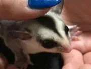 モモンガ