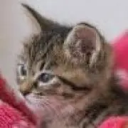zak ★【迅速】24時間以内発送の画像