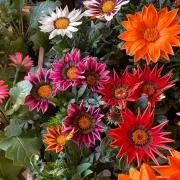 Tatatatanの画像