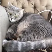 シーちゃんの画像