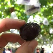 ひまろの画像