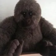 ゴリゴリおの画像