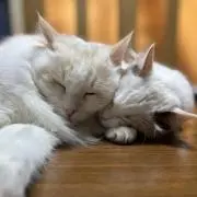 フリスク