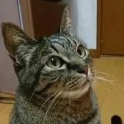 ☆へいぞう☆