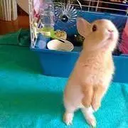 うさぎどん※プロフ必読!!!の画像