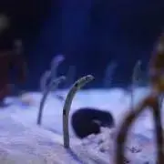 ANGの画像