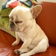 聖犬☆シャンティーの画像