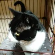 三毛猫の画像
