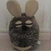 あんの画像