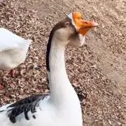 断捨離助の画像