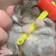 いちご