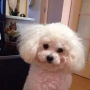 L W-の画像