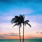 ponの画像