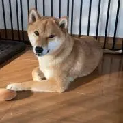 syuka.の画像