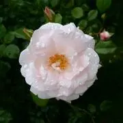 あんり　❤プロフ必読❤の画像