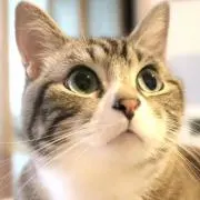 りつこの画像