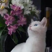 みありの画像