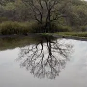 りんこの画像