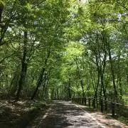 どんぐりの画像