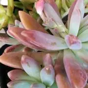テラミの画像