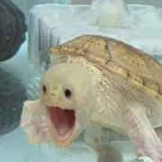 なっつの画像