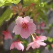 さくら草の画像