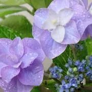 らんらんの蒼い羽の画像