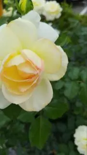 ぴよ