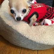 ショコラ