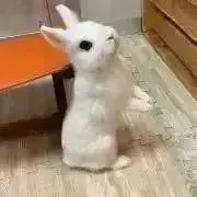 キムラの画像