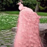 ミオミオの画像
