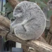 トモカの画像