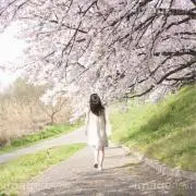 桜咲くの画像