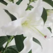 リリーの画像